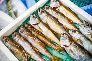 プロマーケット鮮魚